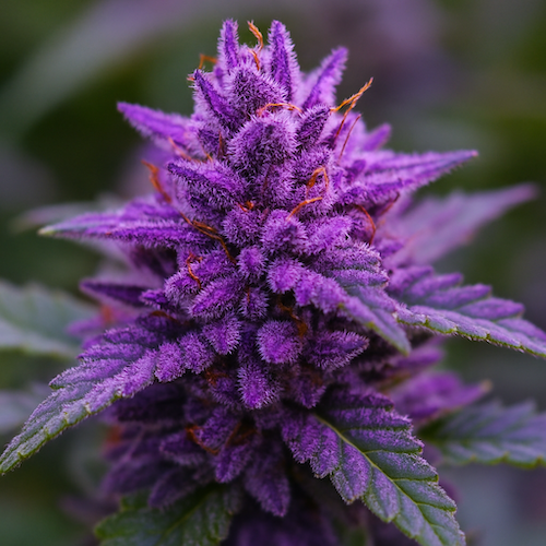 Primer plano de una flor de cannabis morada vibrante